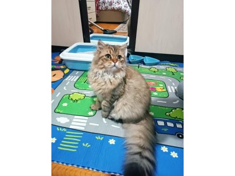 British longhair golden tabby