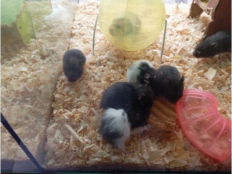 Yavru hamsterlarım