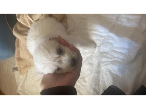 Yavru köpeğimiz