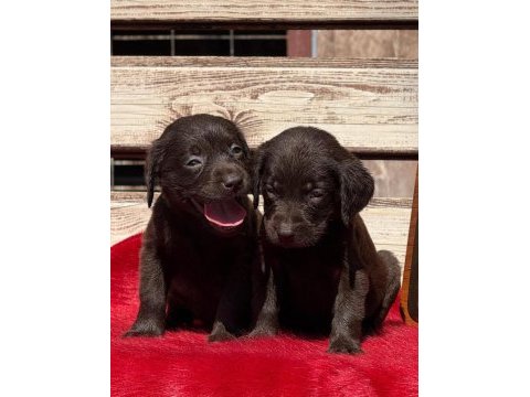 Labrador bebeklerimiz