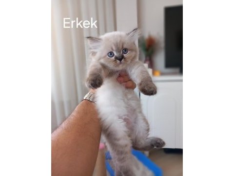 2 aylık british longhair yavrular