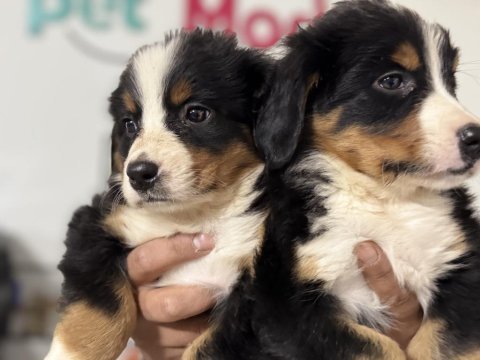 Ultra kalite bernese dog yavrularımız garantili