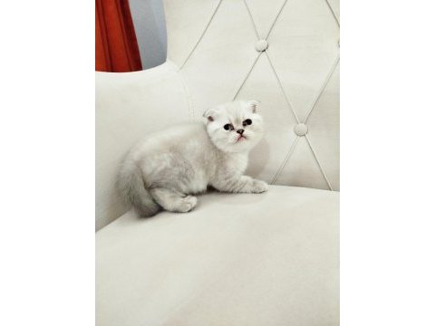 British shorthair ve scottish
