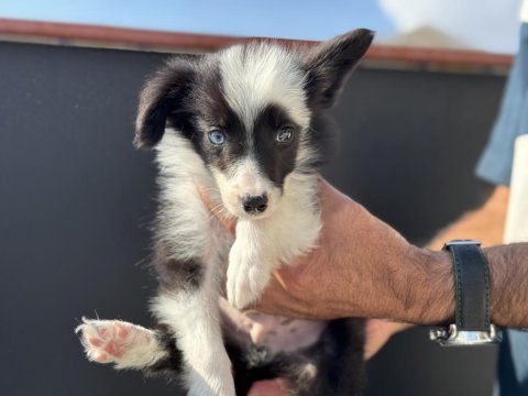 Ankarada en güzel border collie yavrularımız