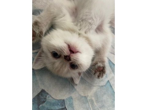 3 aylık blue point british shorthair inci tanemiz