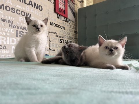 Kusursuz karakterli ayı surat kalite british shorthair