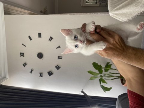 5 scottish yavrum