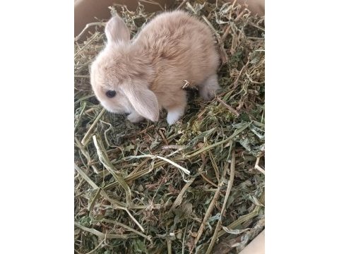 Mini lop tavşan yavruları