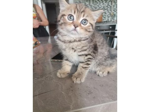 Black golden tabby yavrular british shorthair