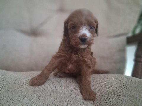 Mini ırk poodle