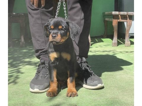 Şampiyon rottweiler yavruları