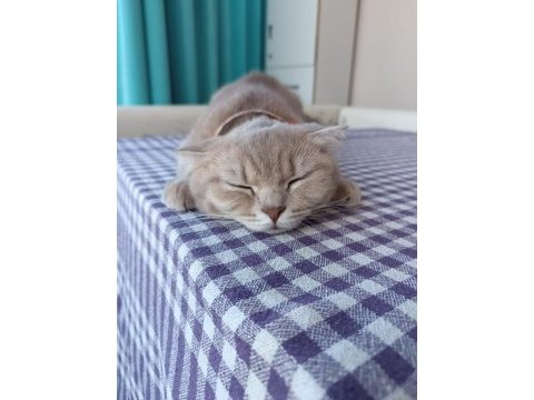 Sevimli dişi minnoş scottish fold