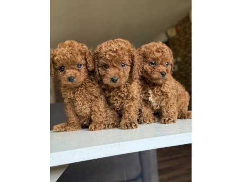 2.5 aylık dişi ve erkek poodle yavrularımız