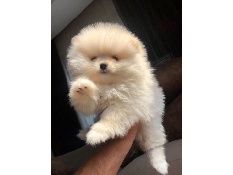 3 aylık dişi pomeranian üst kalite