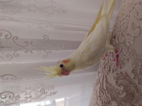 Yeni yuvadan çıkmış bebek sultan papağanları
