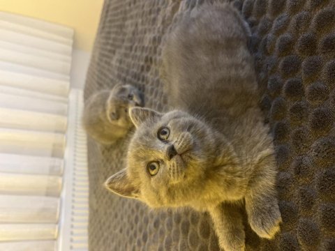 British shorthair yavrular