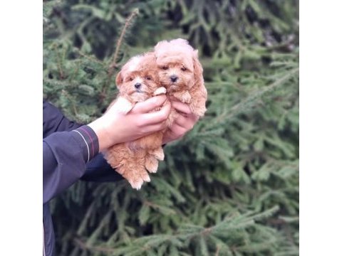 Dünya tatlısı maltipoo yavruları