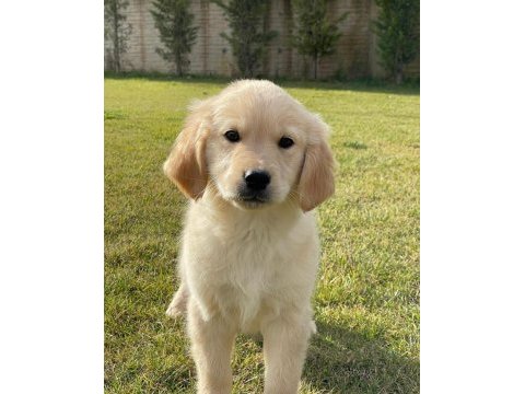 Baby face golden retriever yavruları