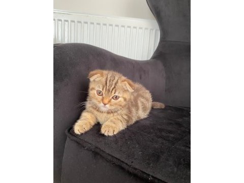 2 aylık şirin kızlar scottish fold