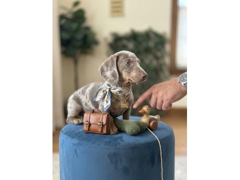 Kısa kadife tüylü safkan ısabella merle dachshund