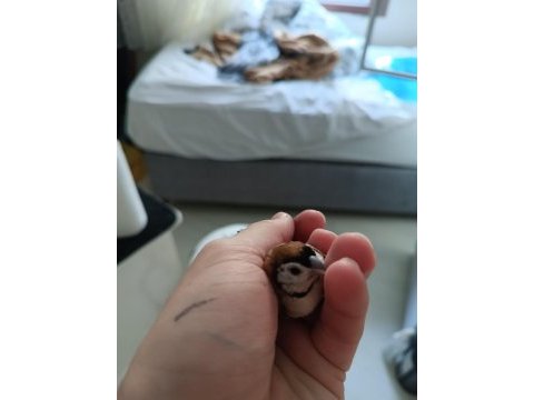 Baykuş ispinozu çift