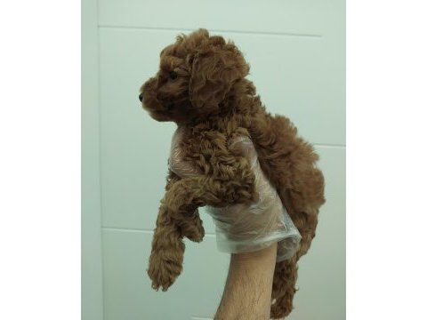Red kore toy poodle bebekler