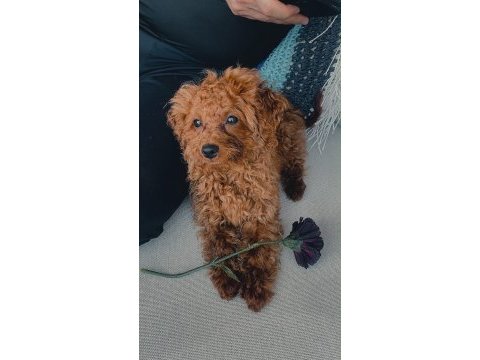 4 aylık red brown erkek toy poodle