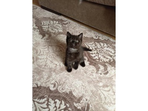 Exotic shorthair yavru