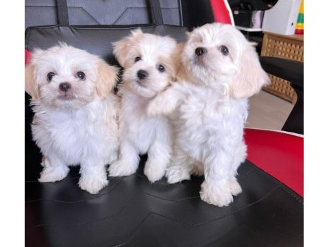 Sevimli maltese minikler