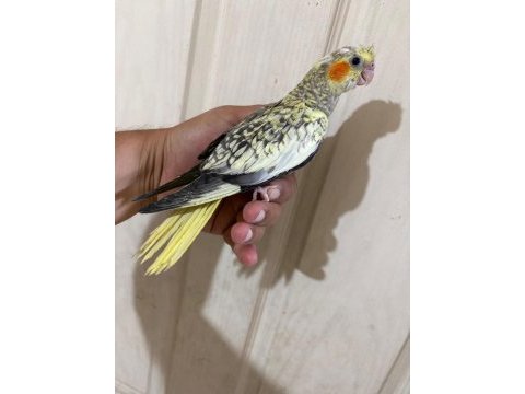 48 günlük pearl bebek sultan papağanı