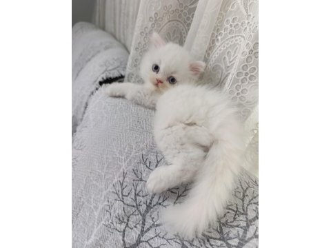 Irk garantili british longhair bebeklerim