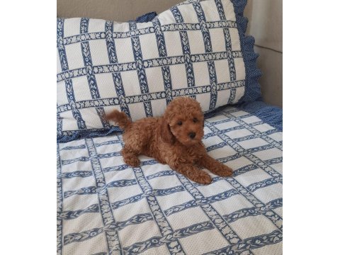 Dost canlısı bicirik poodle