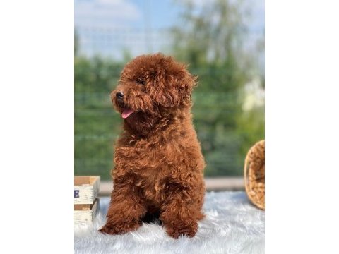 Yetişkin dişi kore belgeli poodle lar