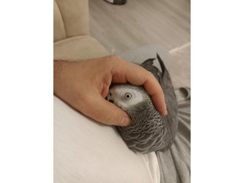 2 yaşında jako full evcil ısırma yok herkese gider