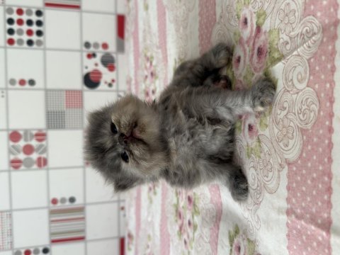 İran persian renk güzeli