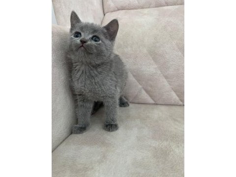 Safkan british shorthair ayı surat bebekler