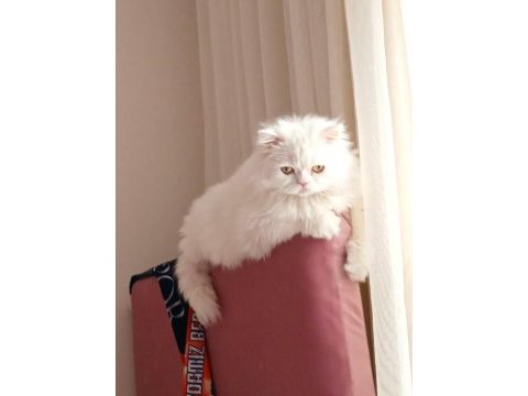 İran chinchilla