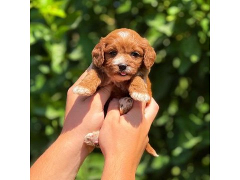 Teslime hazır maltipoo cinsi köpekler