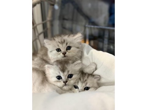 British shorthair ve longhair bebekler