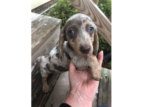 Bri çok seçenek ile dachshund bebeklerimiz