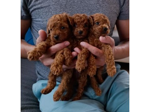Sevimli tüy yumakları poodle