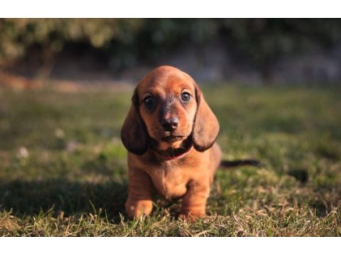 Orjinal şecereli dachshund yavrular