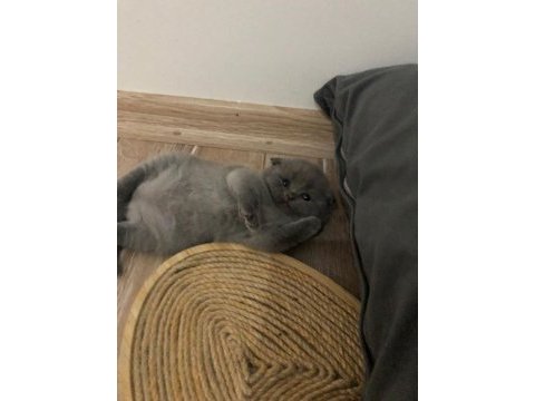 Scottish fold