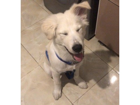 Acil 4 aylık köpeğimiz