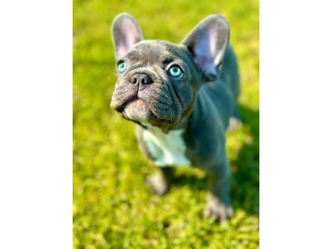 Blue eye french bulldog çiftlikten