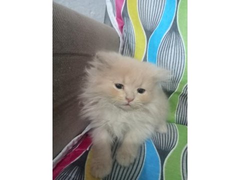 British shorthair ve longhair yavrular