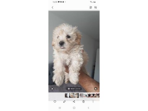 Maltipoo bebişler