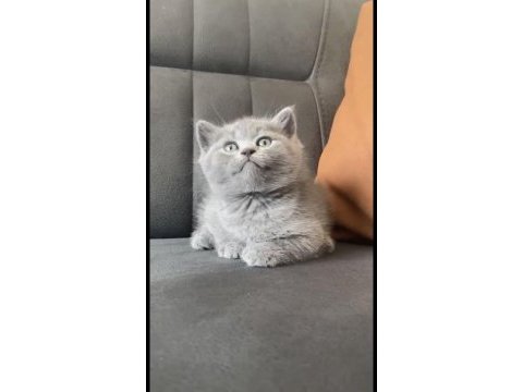 Sagkan ayı surat gri yavru kediler
