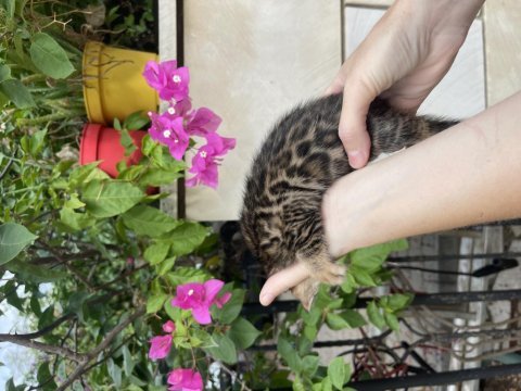 Bengal yavru kedim