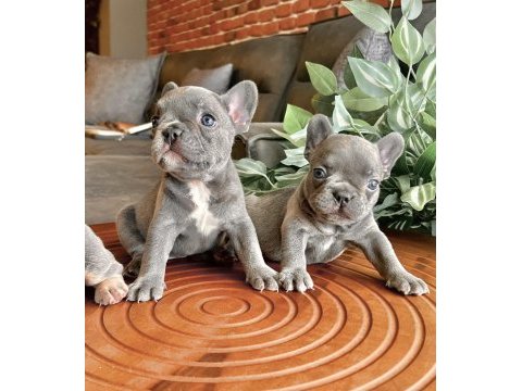 Top quality french bulldog bebekler